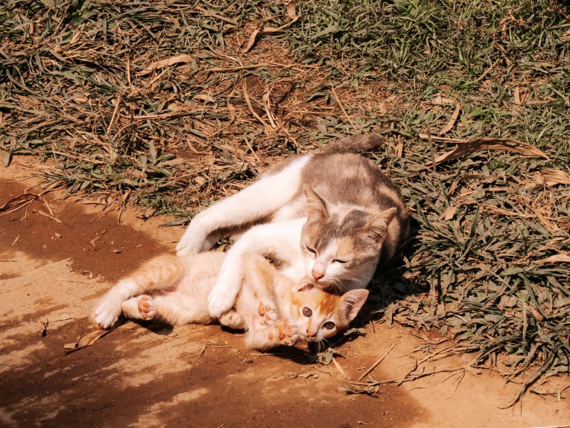 Chats Thaïlande