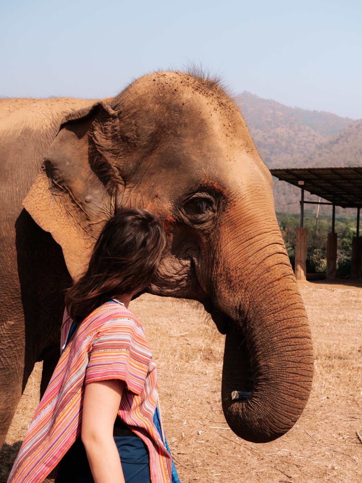 Éléphant Thaïlande