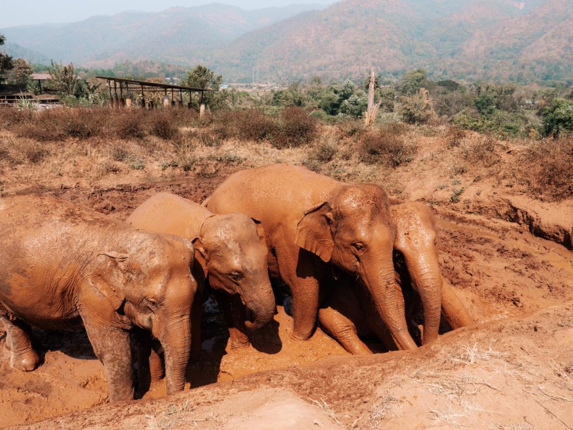 Éléphants boue