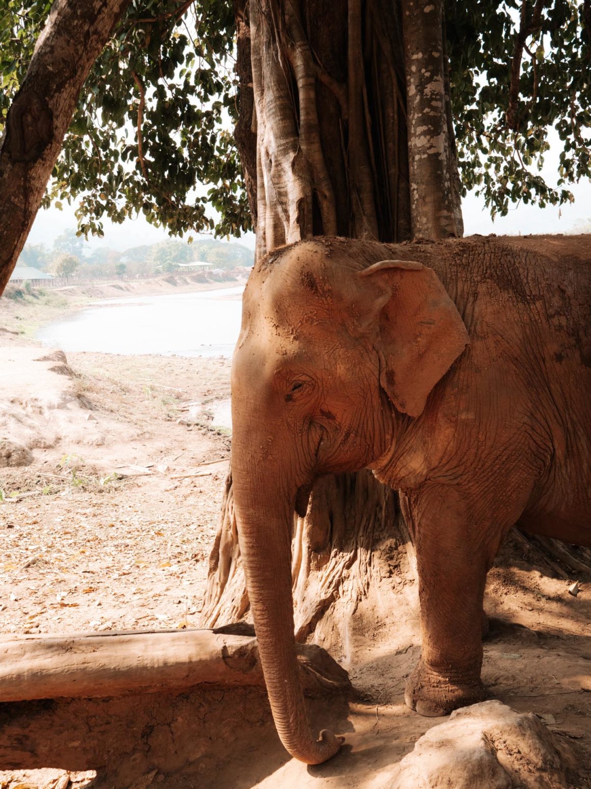 Éléphant Chiang Mai