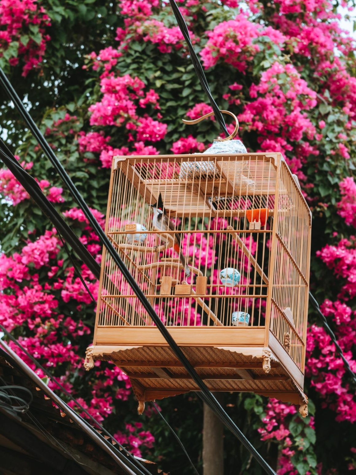 Fleurs oiseau colorés rues